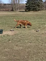 Corrie , a female Golden Retriever for sale in Mount Pleasant, MI – Photo 2 of 6