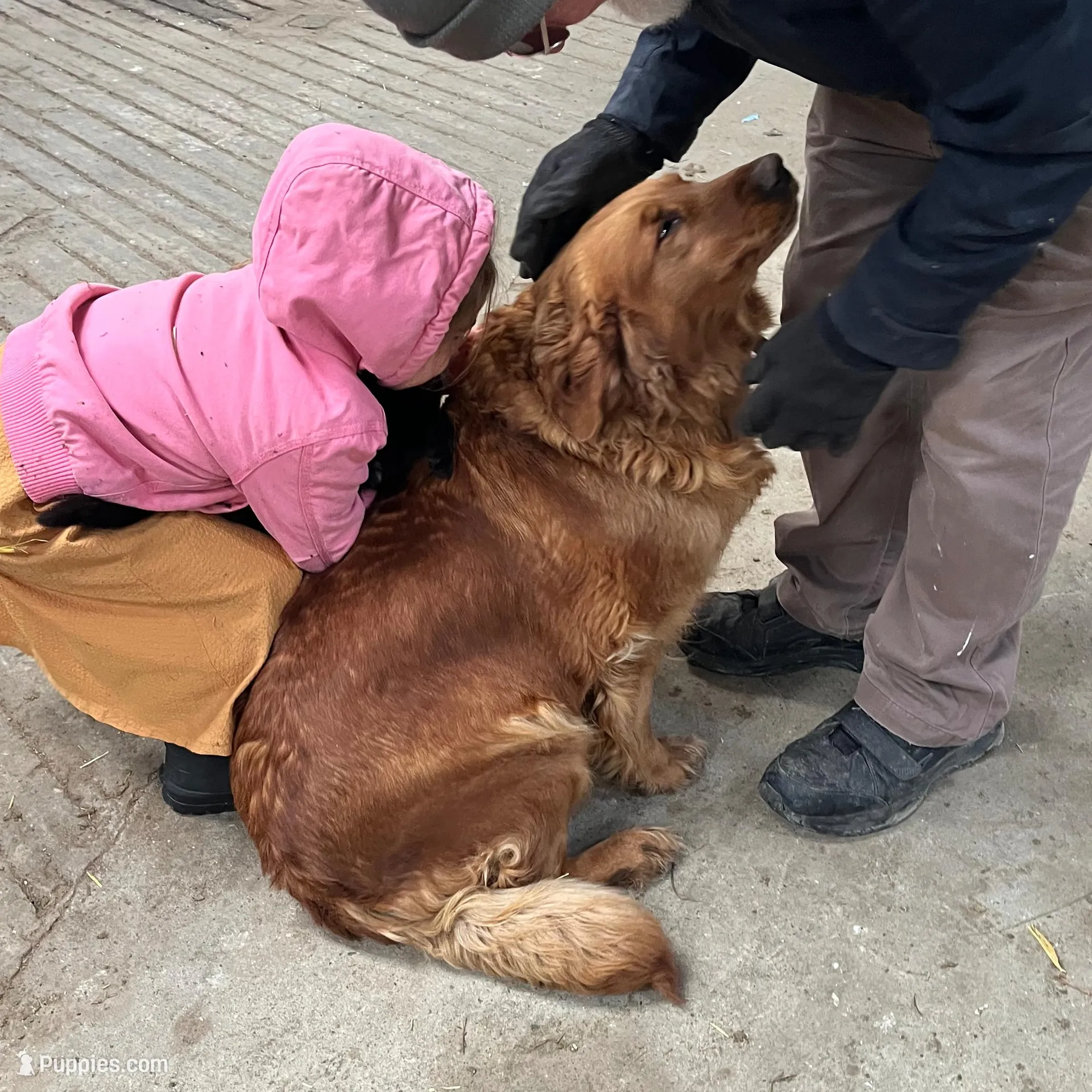 Corrie , a female Golden Retriever for sale in Mount Pleasant, MI – Photo 5 of 6
