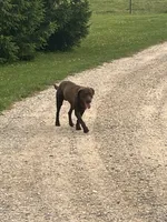 Mama Daisy , a female Labrador Retriever for sale in Mount Pleasant, MI – 3 of 6