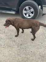 Mama Daisy , a female Labrador Retriever for sale in Mount Pleasant, MI – 4 of 6