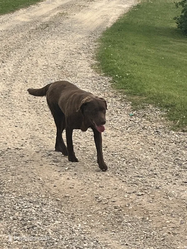 Mama Daisy  – Labrador Retriever puppy for sale in Mount Pleasant, MI