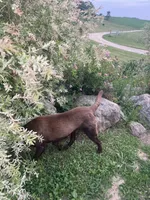 Mama Daisy , a female Labrador Retriever for sale in Mount Pleasant, MI – 5 of 6