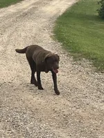 Hickory , a male Labrador Retriever for sale in Mount Pleasant, MI – 4 of 4