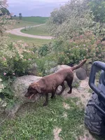 Mama Daisy , a female Labrador Retriever for sale in Mount Pleasant, MI – 6 of 6