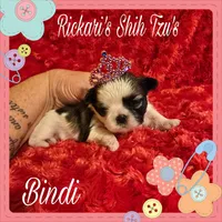 Bindi, a female Shih Tzu for sale in Dickson, TN – Photo 1 of 2