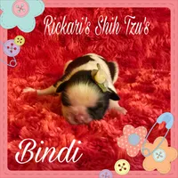 Bindi, a female Shih Tzu for sale in Dickson, TN – Photo 2 of 2