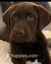 Brody – Labrador Retriever puppy for sale in Clinton, CT