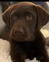 Brody, a male Labrador Retriever for sale in Clinton, CT – 1 of 2