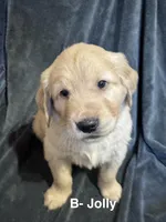 RESERVED Jolly, a male Golden Retriever for sale in Suffolk, VA – Photo 2 of 6