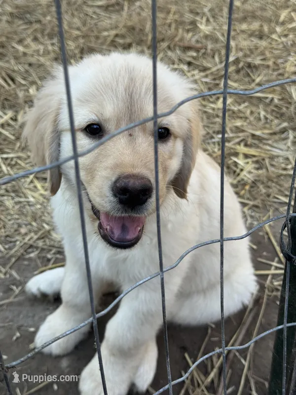 Haze – English Cream Golden Retriever puppy for sale in Suffolk, VA