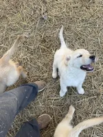 Haze, a female English Cream Golden Retriever for sale in Suffolk, VA – Photo 3 of 6