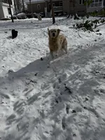 RESERVED Cloud, a male English Cream Golden Retriever for sale in Suffolk, VA – Photo 6 of 6