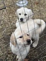 Haze, a female English Cream Golden Retriever for sale in Suffolk, VA – Photo 5 of 6