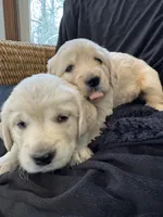 RESERVED Cloud, a male English Cream Golden Retriever for sale in Suffolk, VA – Photo 4 of 6