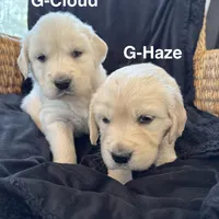 Haze, a female English Cream Golden Retriever for sale in Suffolk, VA – Photo 4 of 6