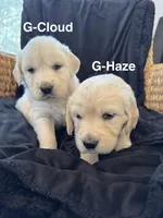 RESERVED Cloud, a male English Cream Golden Retriever for sale in Suffolk, VA – Photo 1 of 6