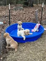 Haze, a female English Cream Golden Retriever for sale in Suffolk, VA – Photo 6 of 6