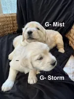 RESERVED Cloud, a male English Cream Golden Retriever for sale in Suffolk, VA – Photo 2 of 6