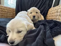 RESERVED Cloud, a male English Cream Golden Retriever for sale in Suffolk, VA – Photo 3 of 6