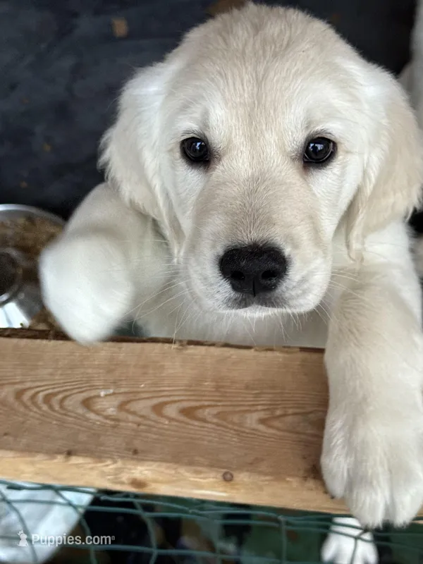 Puff – English Cream Golden Retriever puppy for sale in Suffolk, VA