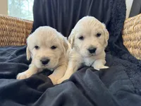 RESERVED Cotton, a male English Cream Golden Retriever for sale in Suffolk, VA – Photo 5 of 6