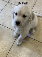 Puff, a male English Cream Golden Retriever for sale in Suffolk, VA – Photo 1 of 8
