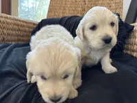 RESERVED Cotton, a male English Cream Golden Retriever for sale in Suffolk, VA – Photo 4 of 6