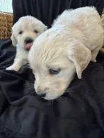 RESERVED Cotton, a male English Cream Golden Retriever for sale in Suffolk, VA – Photo 2 of 6