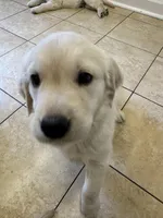 Puff, a male English Cream Golden Retriever for sale in Suffolk, VA – Photo 2 of 8