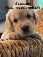 *SOLD* Murphy’s Girl, a female Golden Retriever and English Cream Golden Retriever for sale in Suffolk, VA – Photo 1 of 6