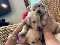 *SOLD* Murphy’s Girl, a female Golden Retriever and English Cream Golden Retriever for sale in Suffolk, VA – Photo 6 of 6