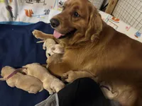 *SOLD* Murphy’s Girl, a female Golden Retriever and English Cream Golden Retriever for sale in Suffolk, VA – Photo 4 of 6