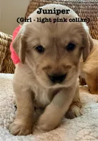 *SOLD* Murphy’s Girl, a female Golden Retriever and English Cream Golden Retriever for sale in Suffolk, VA – Photo 3 of 6