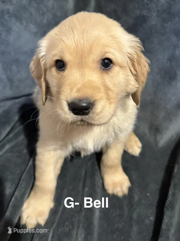 Jingle (Available) & Bell RESERVED