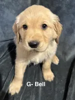 Jingle (Available) & Bell RESERVED, a male Golden Retriever for sale in Suffolk, VA – Photo 1 of 8
