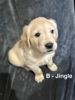 Jingle (Available) & Bell RESERVED, a male Golden Retriever for sale in Suffolk, VA – Photo 2 of 8