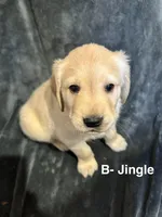Jingle (Available) & Bell RESERVED, a male Golden Retriever for sale in Suffolk, VA – Photo 3 of 8