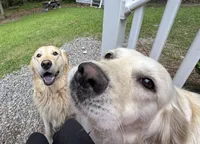 *SOLD* Astrid, a female English Cream Golden Retriever for sale in Suffolk, VA – Photo 7 of 8