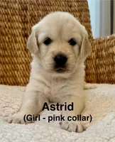 *SOLD* Astrid, a female English Cream Golden Retriever for sale in Suffolk, VA – Photo 1 of 8
