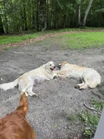 *SOLD* Astrid, a female English Cream Golden Retriever for sale in Suffolk, VA – Photo 8 of 8