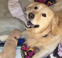 *SOLD* Astrid, a female English Cream Golden Retriever for sale in Suffolk, VA – Photo 4 of 8