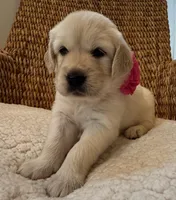 *SOLD* Astrid, a female English Cream Golden Retriever for sale in Suffolk, VA – Photo 2 of 8