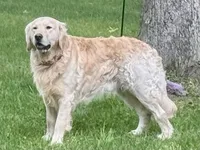 *SOLD* Astrid, a female English Cream Golden Retriever for sale in Suffolk, VA – Photo 5 of 8