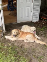 *SOLD*Matcha, a female English Cream Golden Retriever for sale in Suffolk, VA – Photo 5 of 5