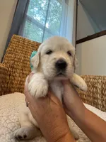 *SOLD*Matcha, a female English Cream Golden Retriever for sale in Suffolk, VA – Photo 2 of 5