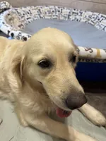 *SOLD*Matcha, a female English Cream Golden Retriever for sale in Suffolk, VA – Photo 4 of 5