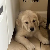 SOLD Linen, a female English Cream Golden Retriever for sale in Suffolk, VA – Photo 1 of 7