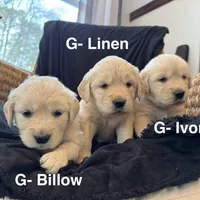 SOLD Linen, a female English Cream Golden Retriever for sale in Suffolk, VA – Photo 2 of 7