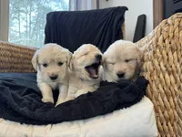 Linen, a female English Cream Golden Retriever for sale in Suffolk, VA – Photo 3 of 6