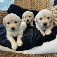 SOLD Linen, a female English Cream Golden Retriever for sale in Suffolk, VA – Photo 3 of 7